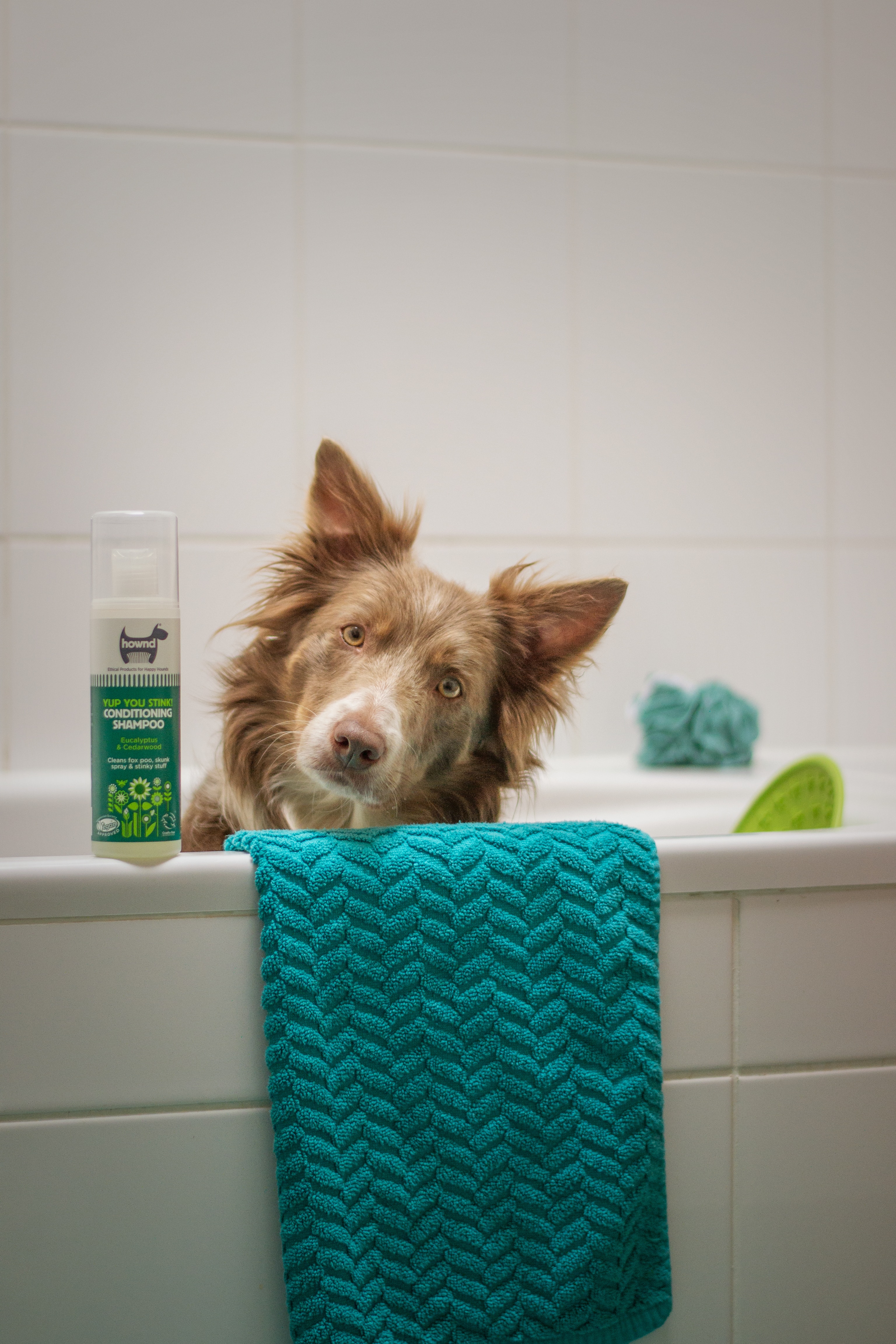 Imagen perro en bañera y champú